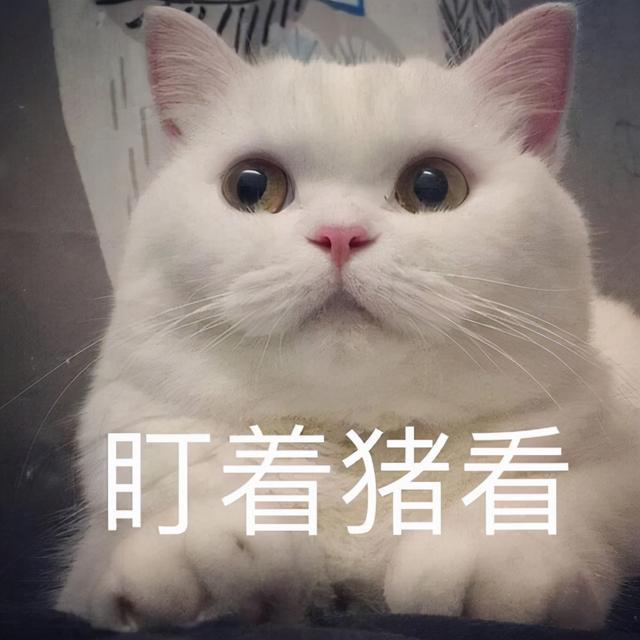 养公猫需要注意什么，难怪养过的人，都说不会再养