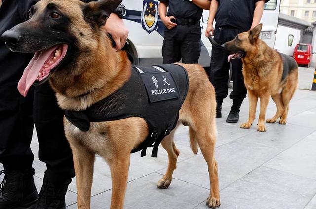 养马犬的十大坏处，养马犬的十大优缺点（为什么大家都不太敢养“马犬”）