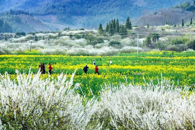 为什么喜欢春天，为什么这么多人喜欢春天呢（你真的了解春天）