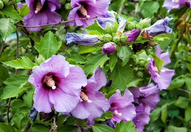 花卉图片及名称大全，常见绿植花卉及名称大全（100种常见花图鉴）