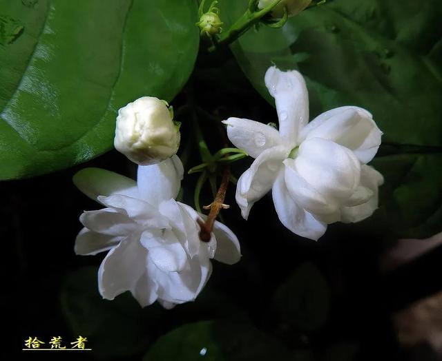 茉莉花代表的寓意是什么,好一朵茉莉花象征 茉莉花代表的寓意是什么,好一朵茉莉花象征