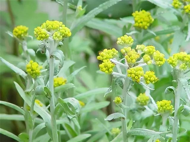 花卉图片及名称大全，常见绿植花卉及名称大全（100种常见花图鉴）
