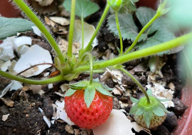 草莓盆栽怎么养，各种盆栽草莓的种植方法（家庭盆栽草莓的种植方法）