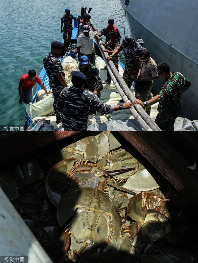 柬埔寨血奴事件，柬埔寨血奴事件发生原因（90后福建女子柬埔寨遭性侵殴打）