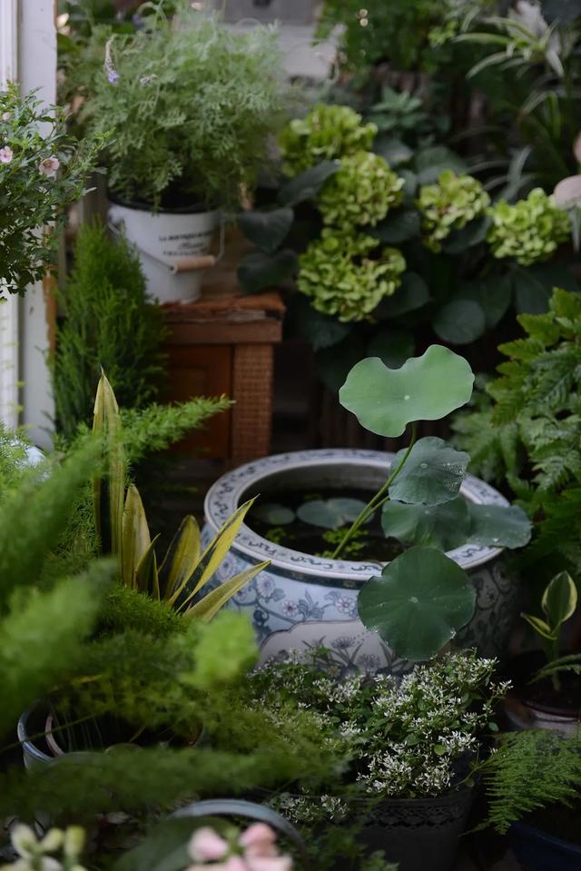 法式花园如何欣赏，海妈花园访问阳台花园满分案例