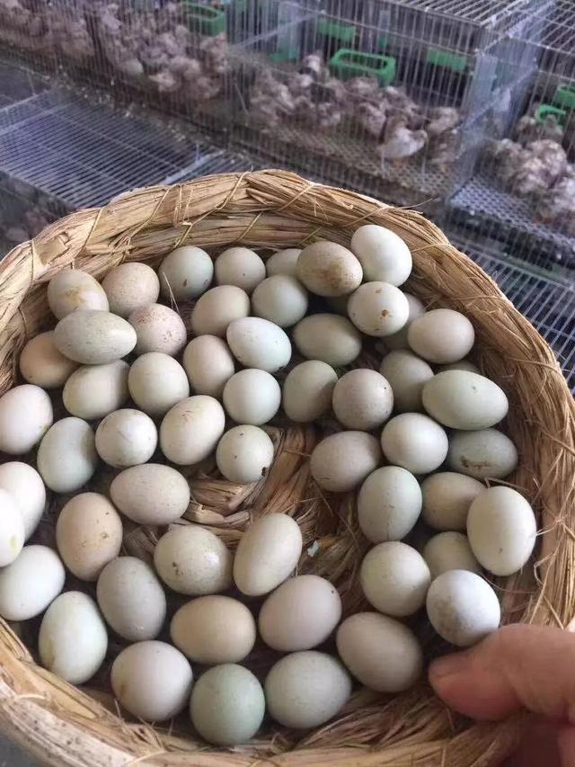 鹌鹑是保护动物吗，芦丁鸡算保护动物