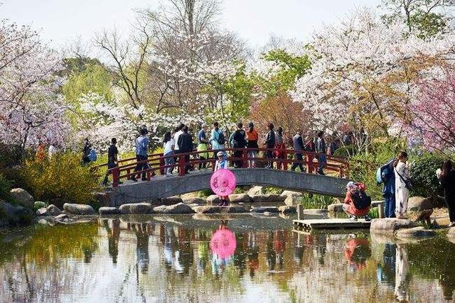 相约无锡太湖鼋头渚樱花季，赴鼋头渚来一场樱花的春日约会