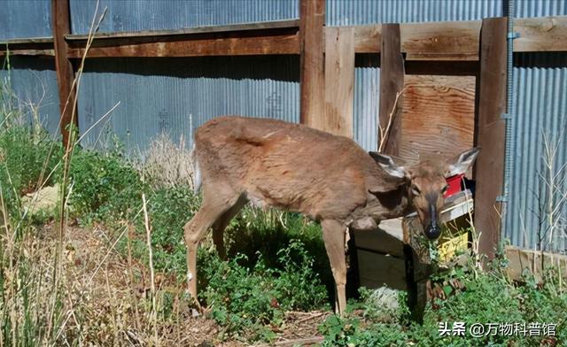 朊病毒到底是一种什么东西，千万别吃同类的肉
