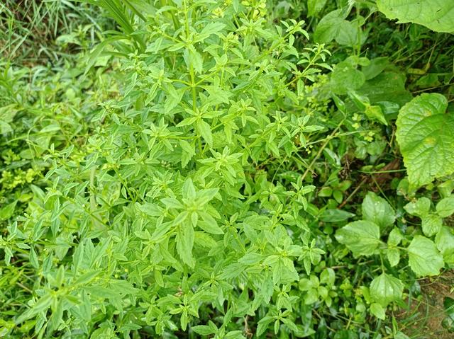 路边常见的野甘草，野生的甘草（若你在家乡有幸遇见）