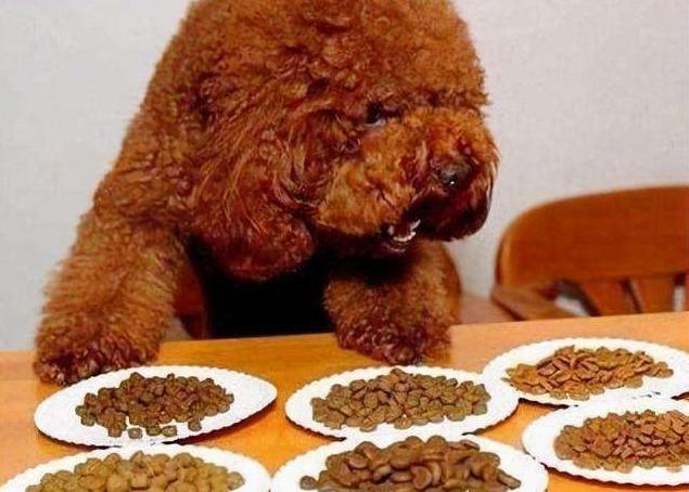 泰迪最长可以活多少年，最新研究称泰迪寿命或可达20岁