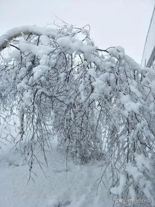 一九有雪的谚语，数九寒天～三九到了吗