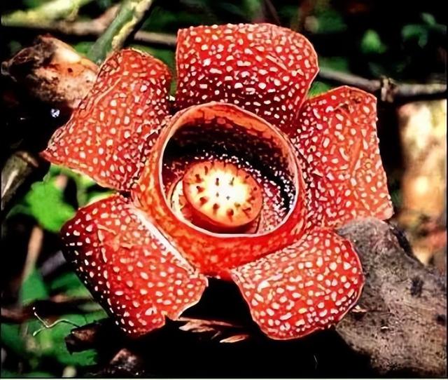 神奇的植物有哪些，世界上八大神奇植物（这些神奇植物你见过吗）