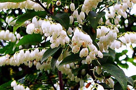 马醉木好不好养，马醉木及其品种介绍