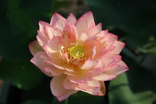 名贵荷花十大品种，最大的荷花品种排行榜