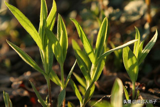 野菜的种类和图片大全，四季野菜图文大全（最美味的15种野菜）