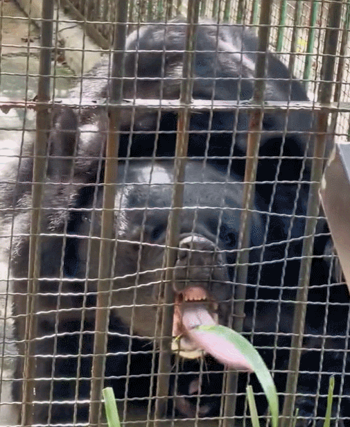 南宁市动物园浣熊介绍，带你去南宁动物园看