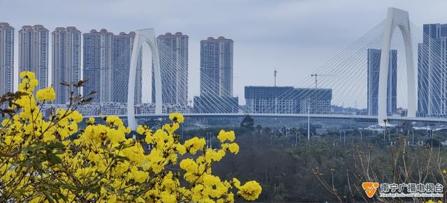 黄花风铃花开正盛，美丽温江——风铃艳诱人