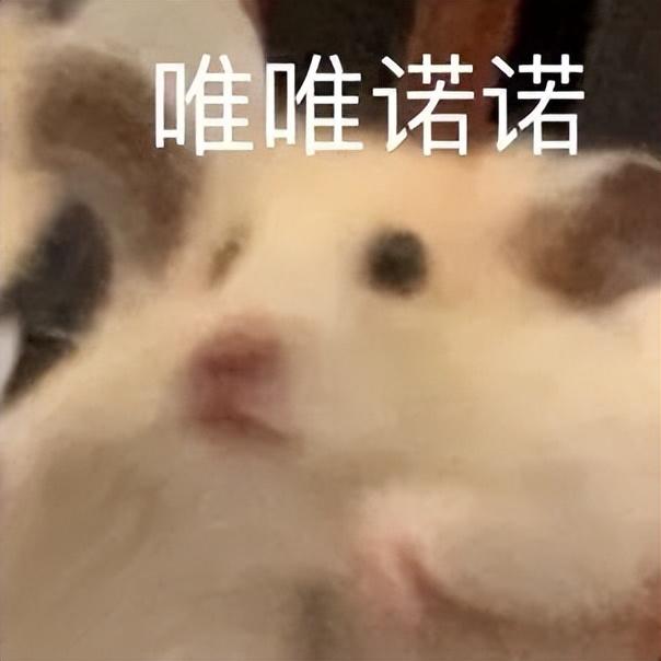 小仓鼠动态迷你表情包，变形脸仓鼠可爱老鼠