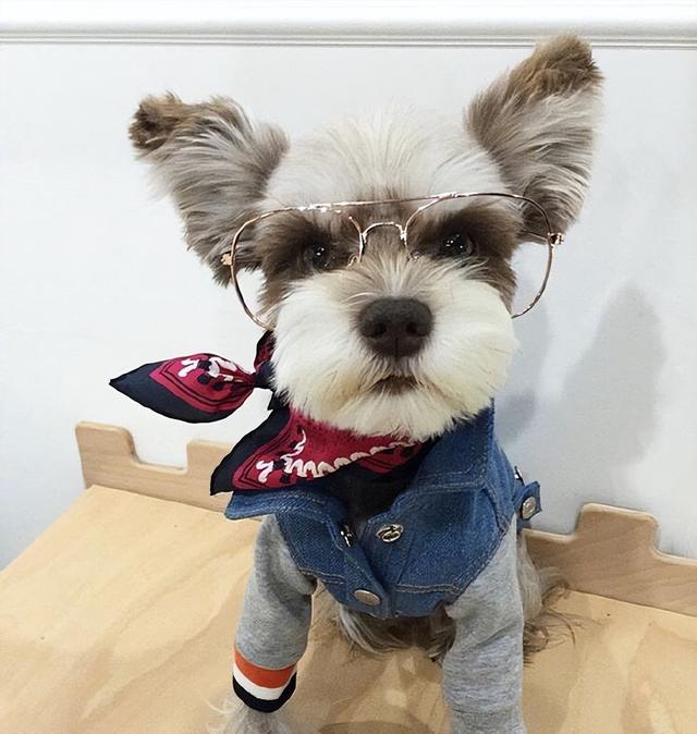 雪纳瑞怎么好养，主人做好这7点