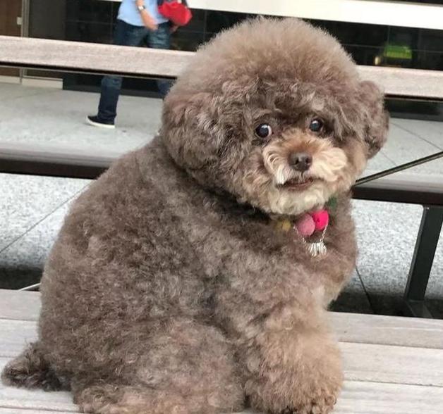 泰迪最长可以活多少年，最新研究称泰迪寿命或可达20岁