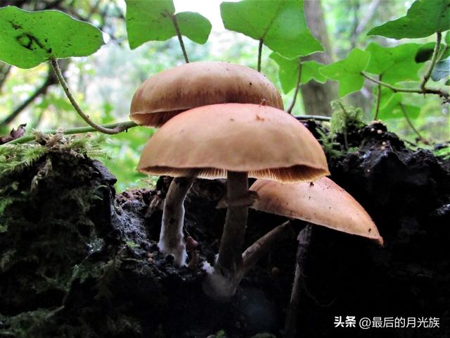 10种食用蘑菇大全，看准了别趴下教你认识十四种蘑菇及其口味