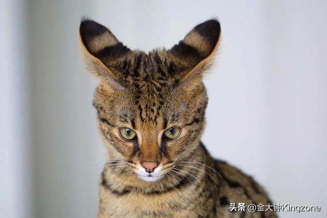 世界上最可爱的猫，世界上最可爱的几十种猫咪（猫味最重的五种猫咪）