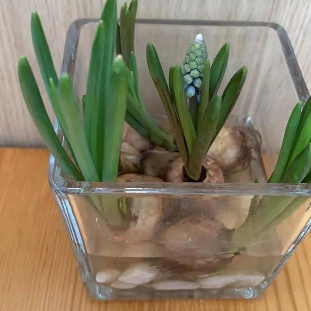 幼儿园自然角在线研讨，小小自然角春意盎然中