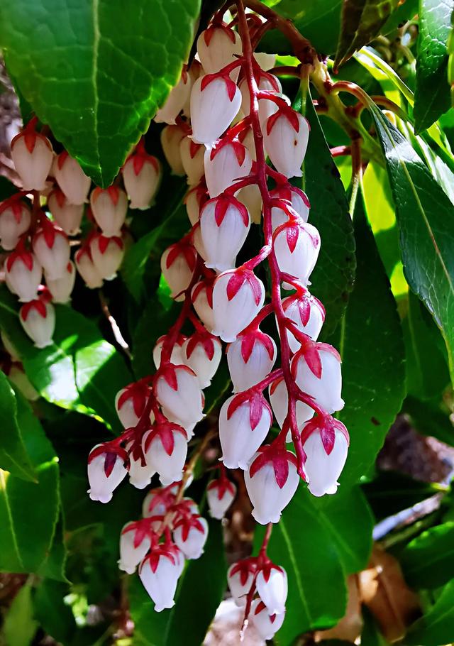 马醉木好不好养，马醉木及其品种介绍