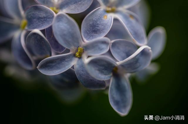 微距怎么拍摄最好，实用技巧微距拍摄基础