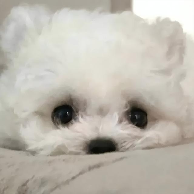 狗狗眼是下垂眼吗，教你这样画眼妆，好看又有神