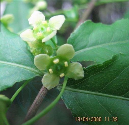 鬼箭羽的功效与作用，鬼箭羽可以大面积种植吗（鬼箭羽是怎样的植物）