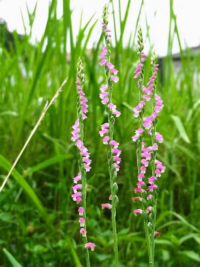 奇花异草160种，25种奇花异草第1集