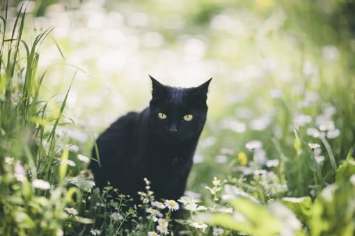 黑猫真的有九条命吗为什么，寓意着吉祥的黑猫