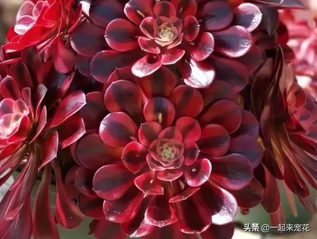 便宜好养又好看的多肉，出状态就是“颜值扛把子”