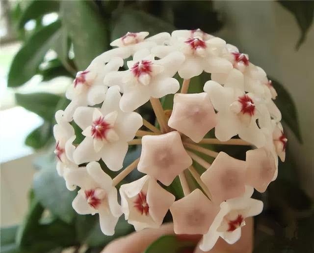 花卉图片及名称大全，常见绿植花卉及名称大全（100种常见花图鉴）