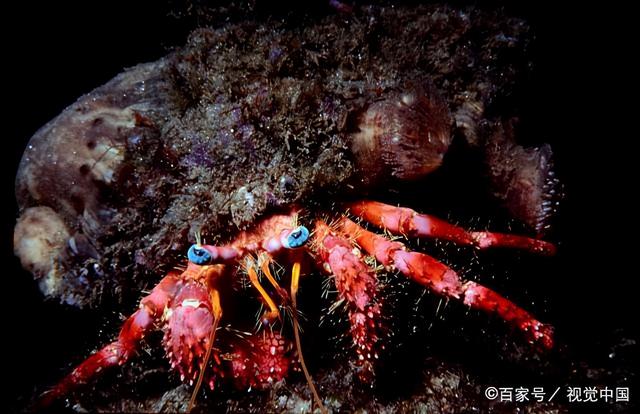 巨蟹男喜欢你的征兆，巨蟹男喜欢你有什么征兆呢（巨蟹男喜欢你的细节和表现）