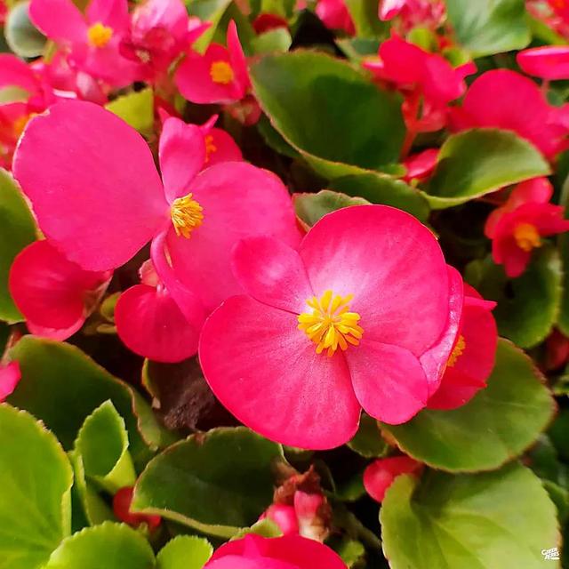 海棠花的花语和寓意，海棠花象征着爱恋和思念（海棠花的花语和象征意义）