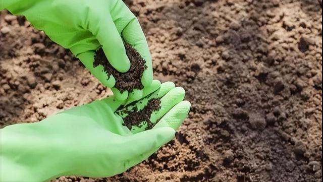 黄瓜种植方法大全，快来看看正确的方法