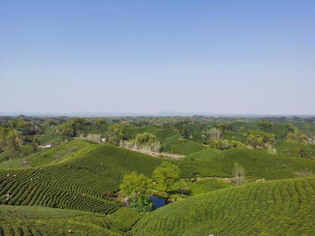 信阳毛尖十大名牌，信阳毛尖全国十大品牌