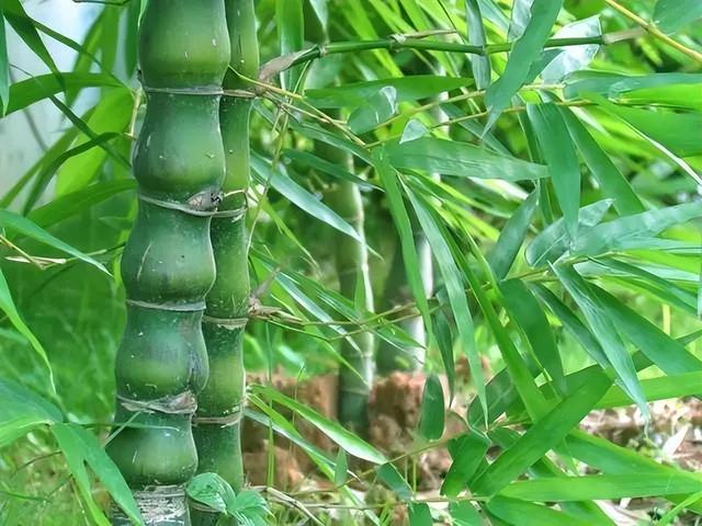 花卉图片及名称大全，常见绿植花卉及名称大全（100种常见花图鉴）