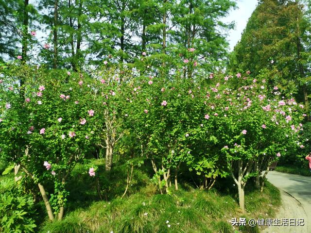 上海最值得徒步的路线，徒步上海普陀区甘泉公园