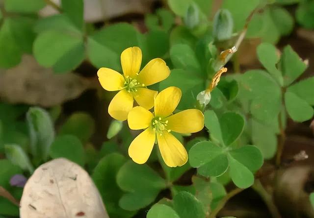 花卉图片及名称大全，常见绿植花卉及名称大全（100种常见花图鉴）