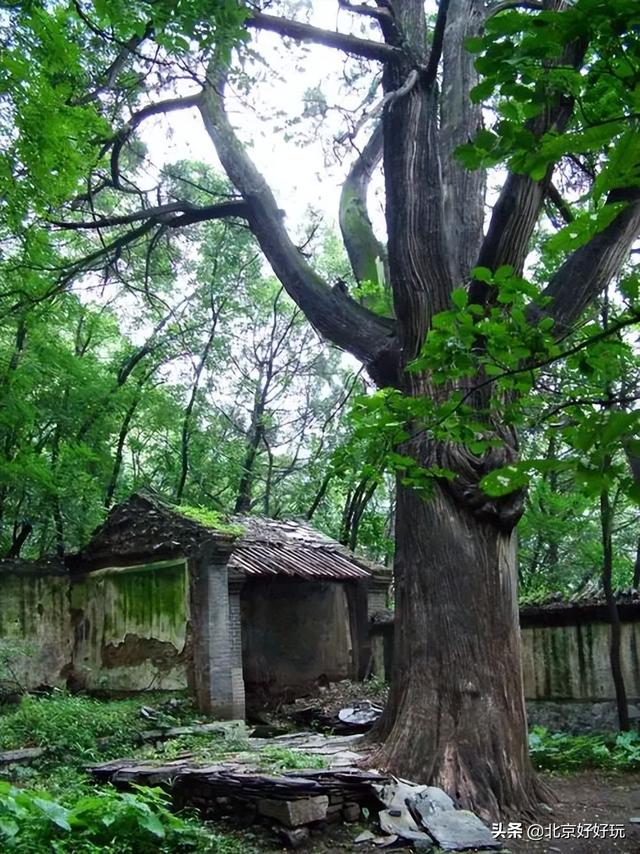 北京西山森林公园，北京西山森林公园登山路线推荐（西山国家森林公园）