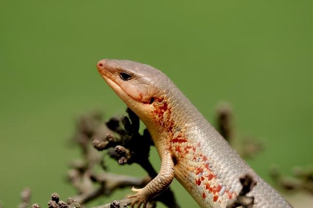 农村蛇最怕什么动物，蛇皮碰到鹅屎后就会腐烂