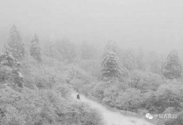 上海知青云南回忆录，七尺布票知青艰难回家之路