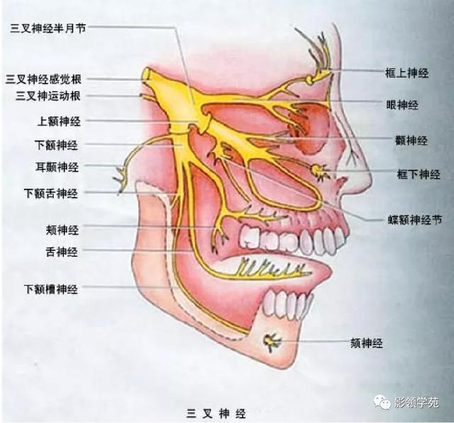 面部血管分布图，三叉神经分支及面部分布规律（玻尿酸怎么打，才会避免栓塞呢）