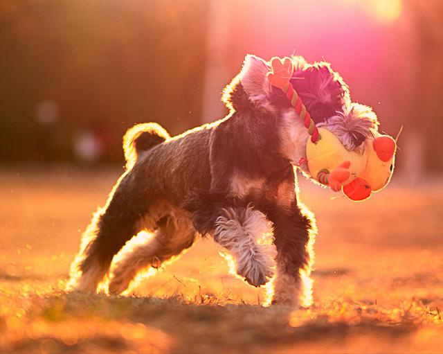 雪纳瑞怎么好养，主人做好这7点