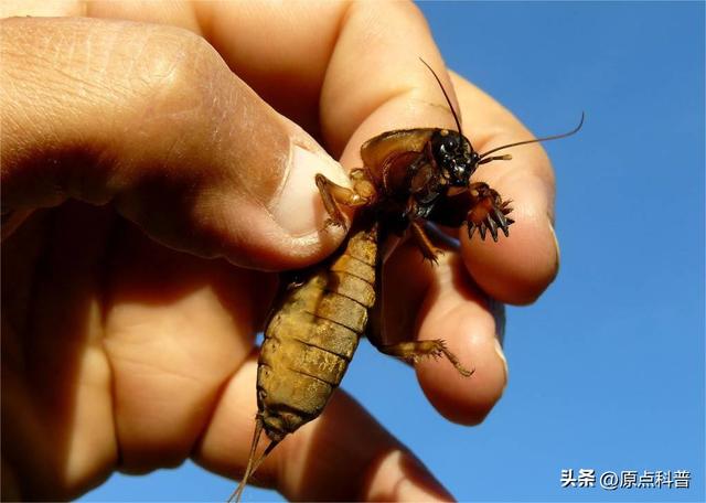 盘点童年玩过的十种昆虫，童年玩过的10种昆虫