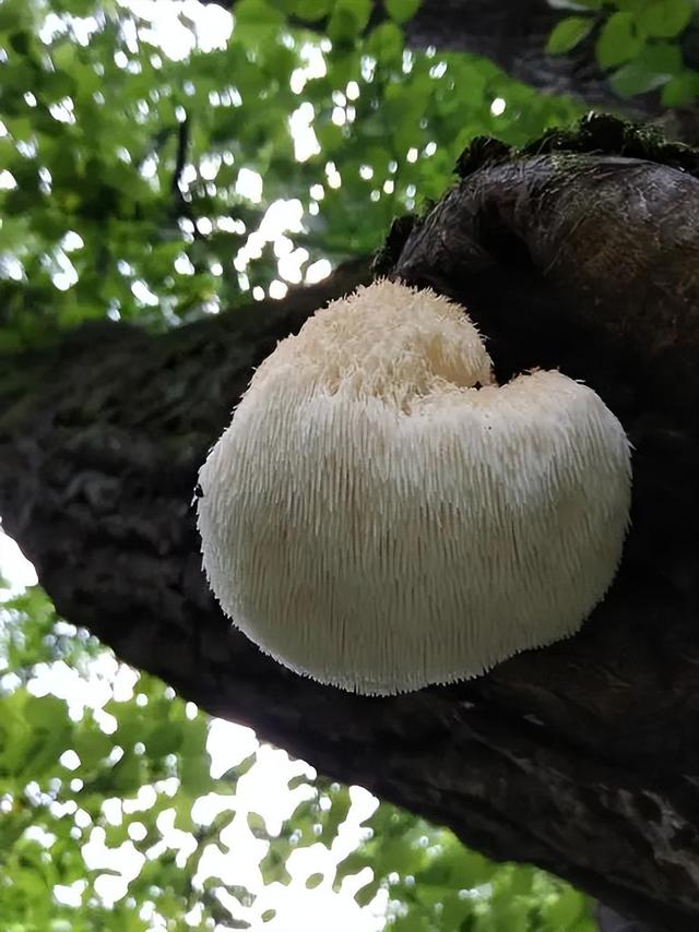 糖尿病 猴菇(糖尿病 江中猴菇)