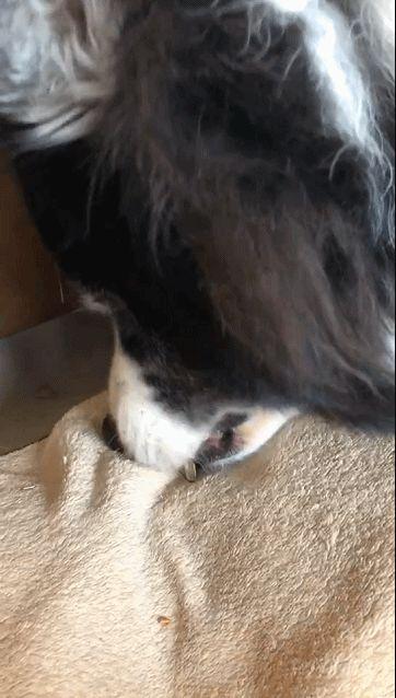 边牧和串串的狗哪个好养，毛毛宠城堡新宠